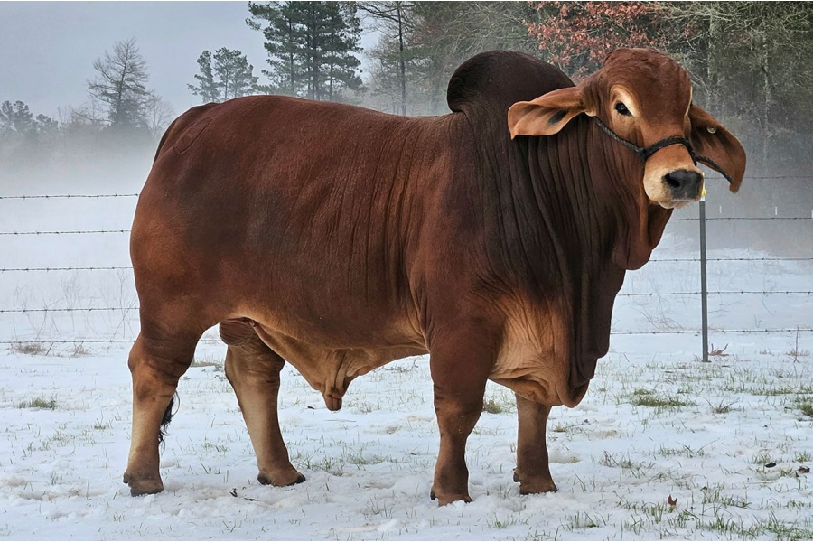 KHRT MEAUX-SIS / MOSES 414 -  HEIFER PLUS SEMEN PACKAGE - USA ONLY