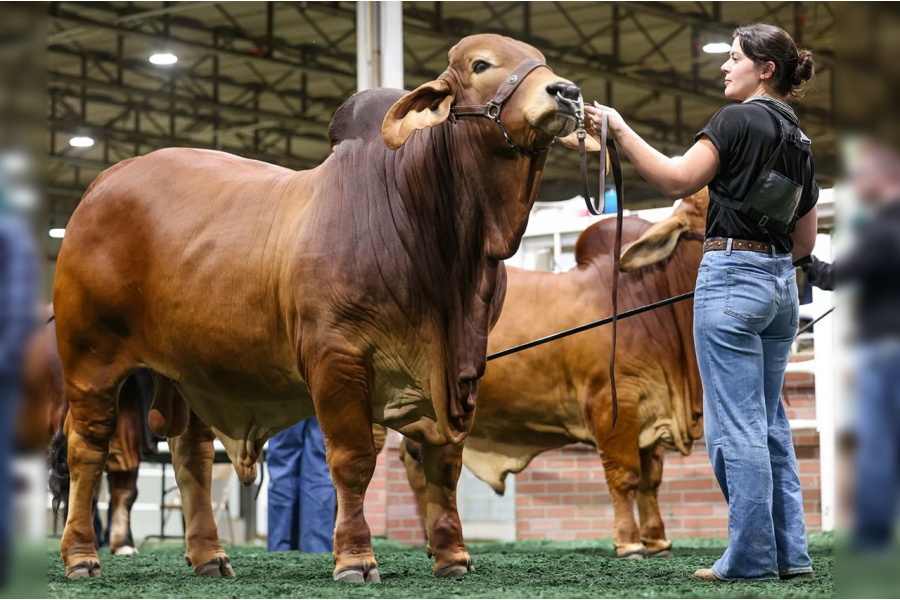 KHRT MEAUX-SIS / MOSES 414 -  CONVENTIONAL SEMEN PACKAGE - USA ONLY