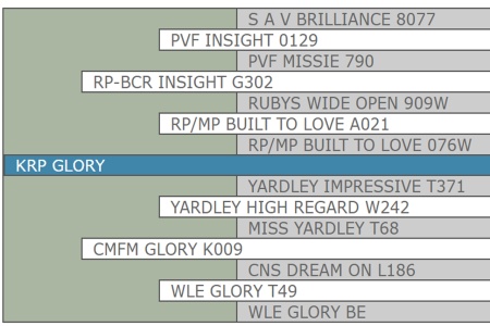LOT 23 - KRP GLORY