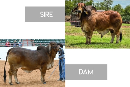 LOT 13 - LCC/VBCC SMOKIN CASH X MS. CADDO MORGAN- 3 RSF EMBRYOS