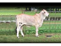 LOT 07 - LEE’S MISS ETHYL MANSO 99/0