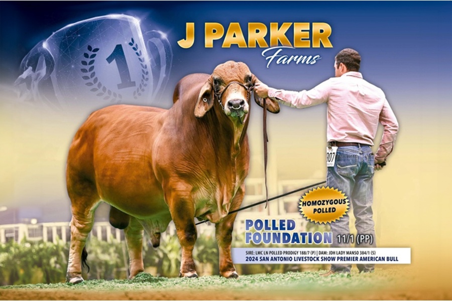 RED BRAHMAN HOMOZYGOUS POLLED SPECIAL SEMEN PACKAGE - FOUNDATION 11/1 (PP)  & DINERO ROJO 46/4 (PP) - USA ONLY