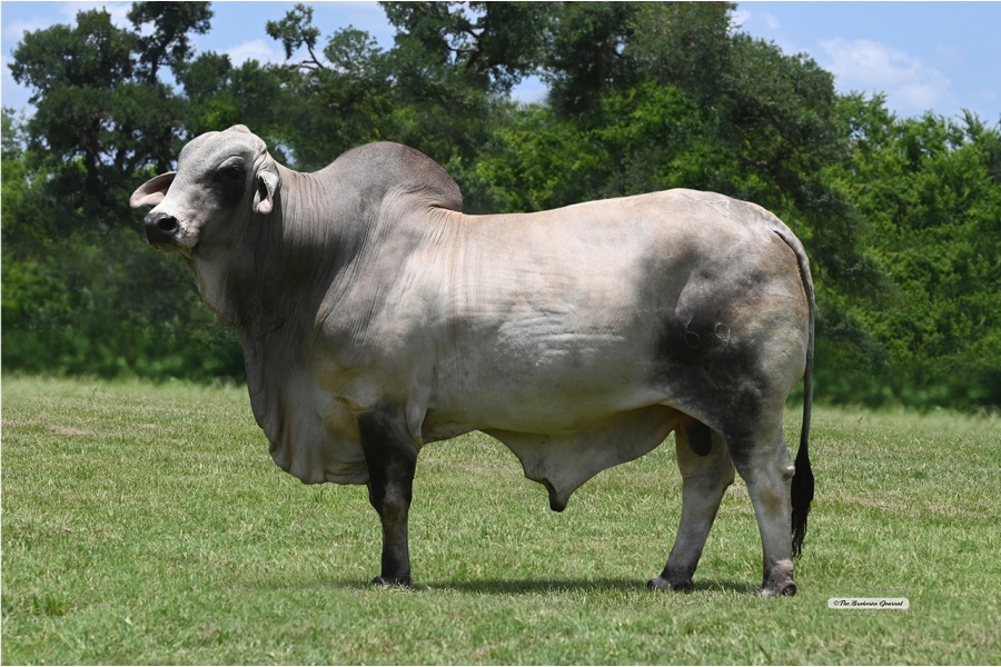 LMC POLLED ELY 69/6 (PP) -  THREE STRAW POLLED CONVENTIONAL SEMEN PACKAGE - USA