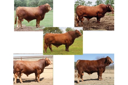 LOT 36 - LA MUNECA SEMEN PACKAGE  - FIVE (5) BULLS; TWO STRAWS EACH; TOTAL TEN (10) STRAWS