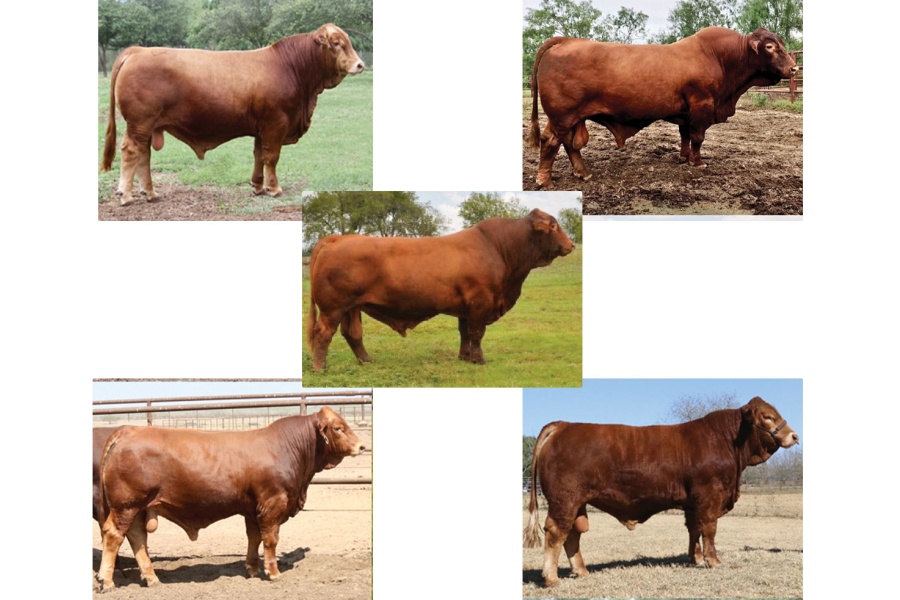 LOT 36 - LA MUNECA SEMEN PACKAGE  - FIVE (5) BULLS; TWO STRAWS EACH; TOTAL TEN (10) STRAWS