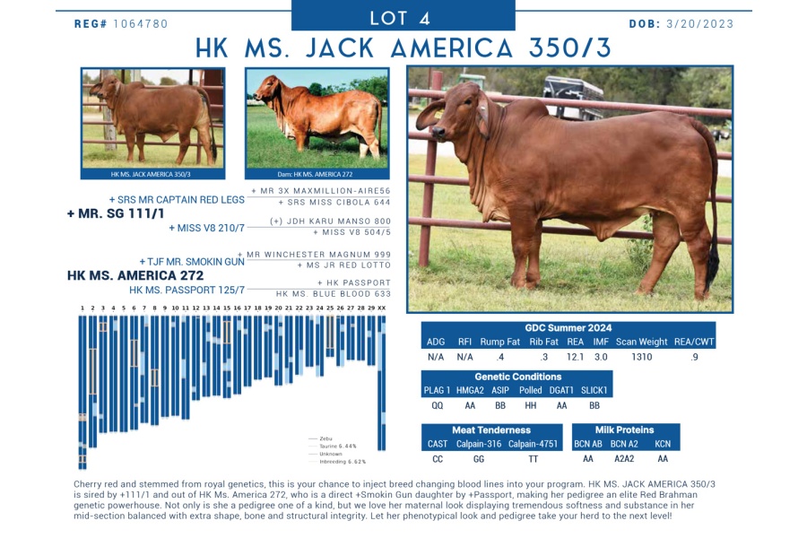 LOT  04 - HK MS. JACK AMERICA 350/3