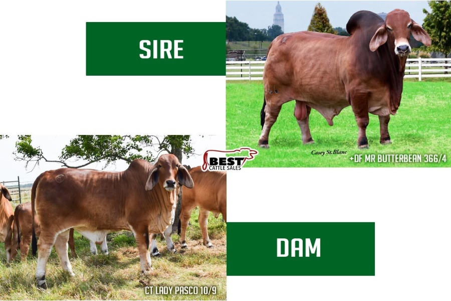 LOT A - +DF MR BUTTERBEAN 366/4 x CT LADY PASCO 10/9
