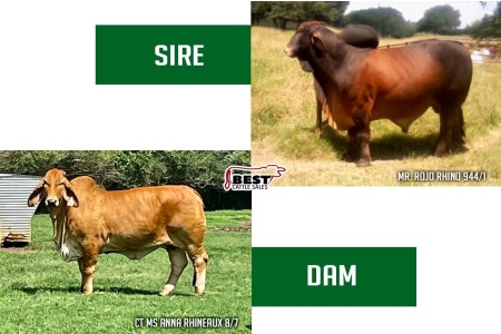 LOT B - MR. ROJO RHINO 944/1 X CT MS ANNA RHINEAUX 8/7