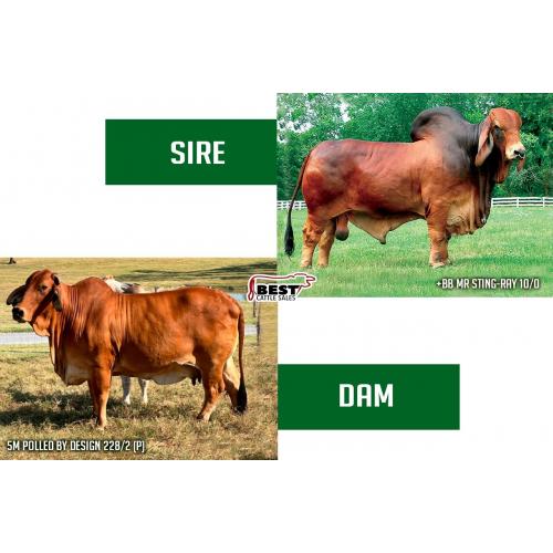 LOT F - +BB STING RAY 10/0 X 5M POLLED BY DESIGN 228/2 (P)