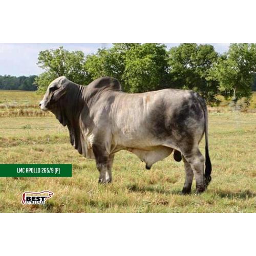 LMC Polled Ely 69/6 (PP)- Semen - Lee's Cattle Sales