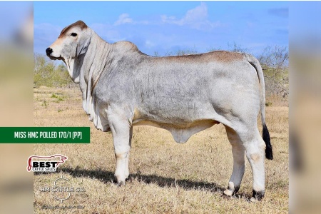 LOT K - Miss HMC Polled 170/1 (PP) - IVF ASPIRATION