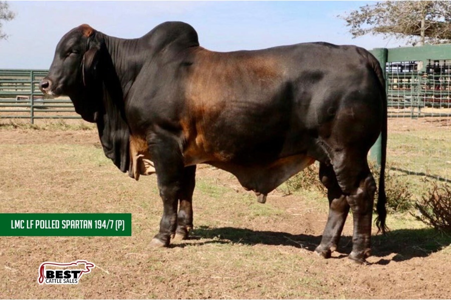 LOT L - LMC LF Polled Spartan 194/7 (P) - 10 STRAW SEMEN PACKAGE