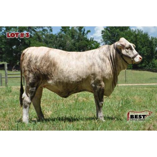 LOT 3 - 2DP LADY LILLY 2/7