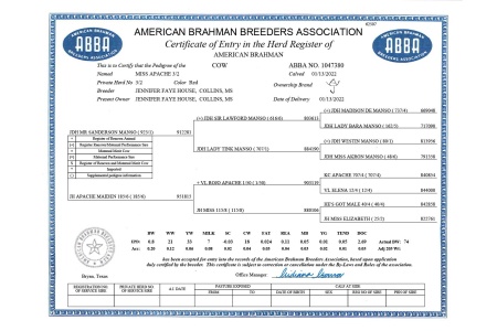 LOT 040 - MISS APACHE 3/2