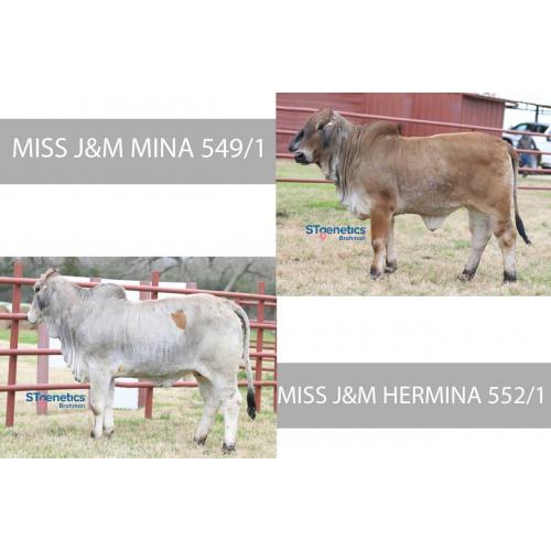 LOT 14 - MISS J&M MINA 549/1 or MISS J&M HERMINA 552/1 - PICK OF 2