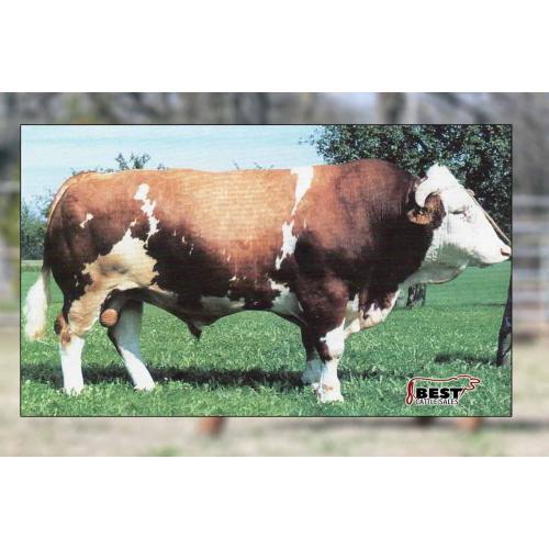 LOT 16 - EMBRYO PACKAGE OF HAXENT X BHR LADY SIEG C235E