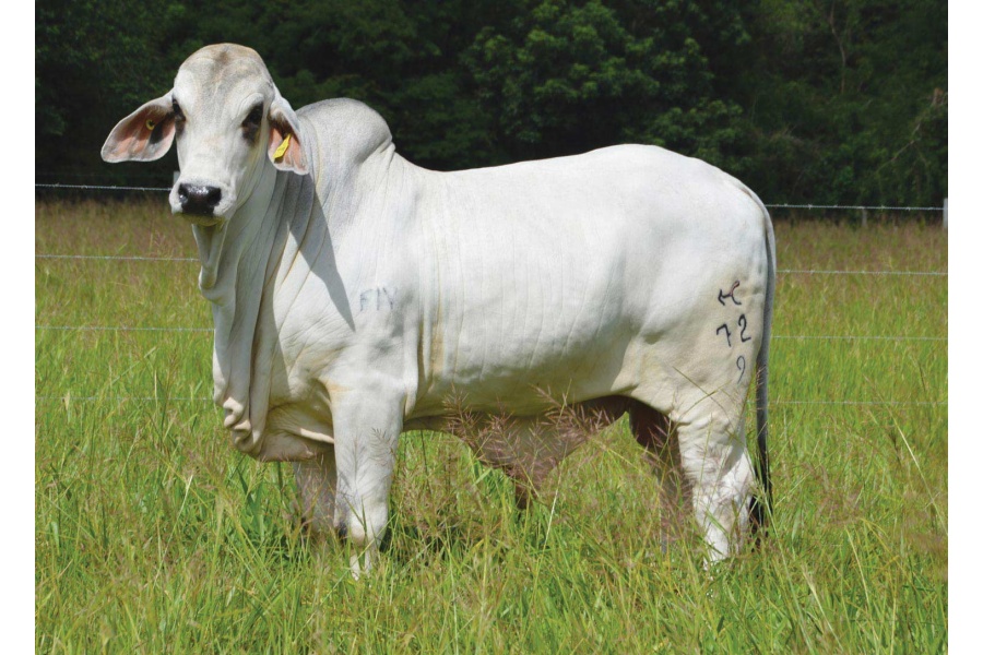 LOTE 03 - MR. CABALLO ROJO 72/9