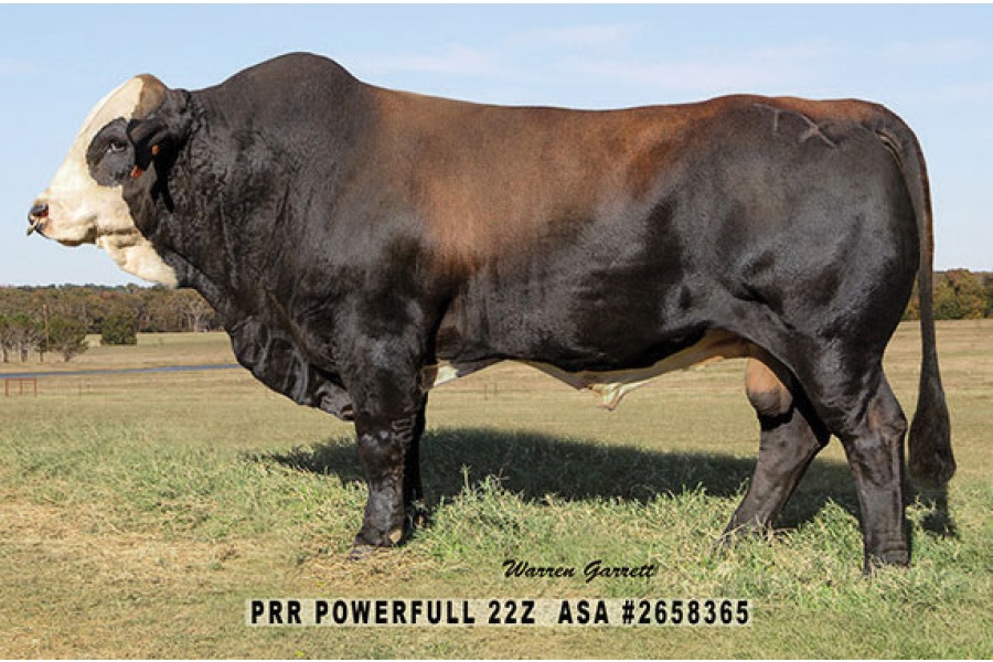 LOTE 05 - SEMEN DE PRR POWERFULL 22Z & PRR RITO 545W