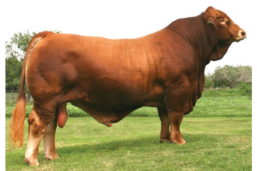 LOTE 06 - 5 PAJILLAS A ELEGIR LMC RHINO 5W/367 o LMC GOLD MEDAL 5Z/75