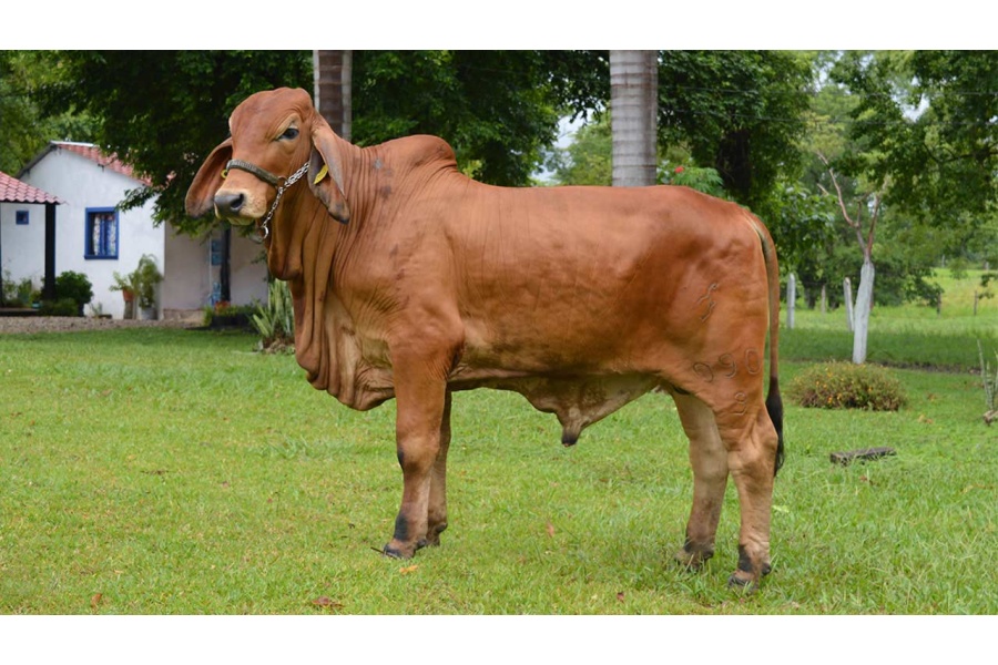 LOTE 13 - JSDH MR LONDRINA 090/9 IA