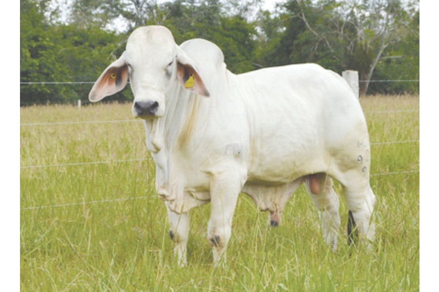 LOTE 18 - MR. BUBBA 92/9