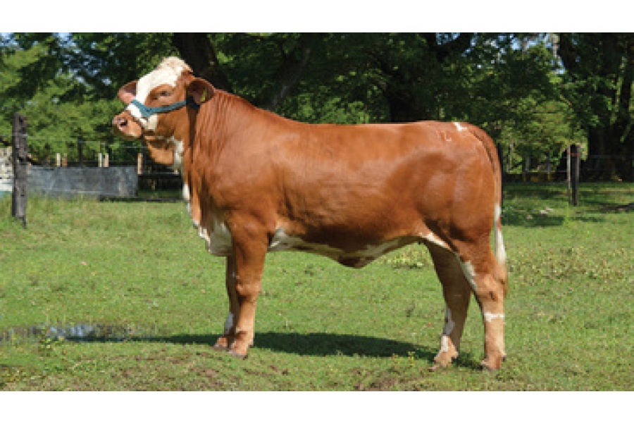 LOTE 19 - HQ HEREDERA 142/9