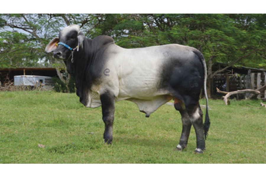 LOTE 20 - ABAH EL MEXICANO 266/9 TE