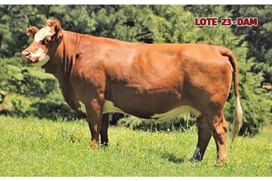 LOTE 23 - 5 EMBRIONES FLECKVIEH BAR 5 MÓNICA 405A x BRENAIR PARK SUMO