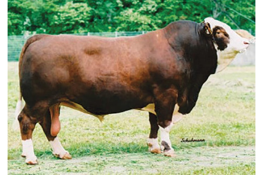 LOTE 24 - ZIMBO BFW - 20 PAJILLAS DE SEMEN - 20 SEMEN STRAWS