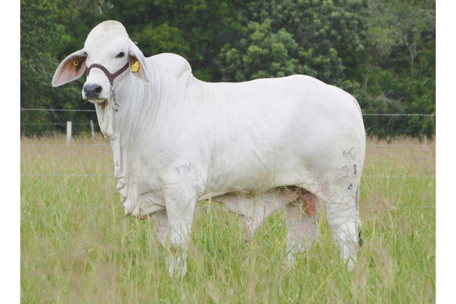 LOTE 25 - MR. BIG JIM 78/9