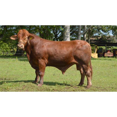 LOTE 29 - HQ RED 012/18