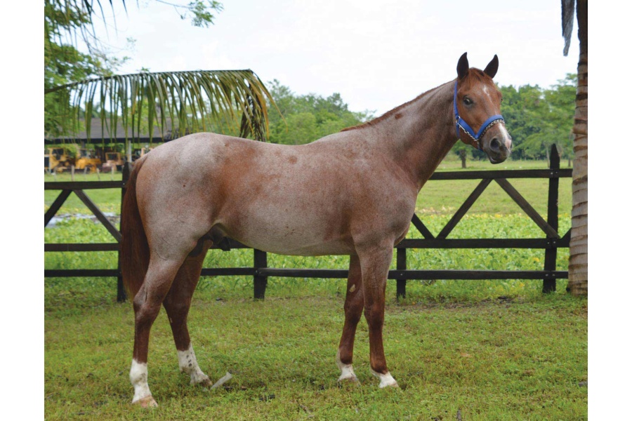 LOTE 31 - NITROS LUCKY BOY
