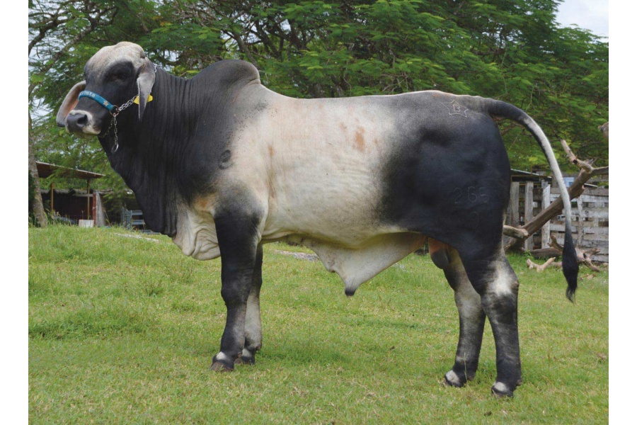 LOTE 33 - ABAH EL MEXICANO 265/9 TE