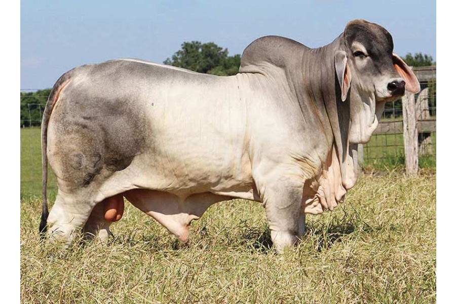 LOTE B - MR. V8 372/8 "BOOMTOWN" - 10 PAJILLAS DE SEMEN - 10 SEMEN STRAWS
