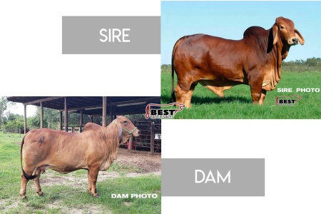 LOT 15 -  CT MS TO RHINEAUX 9/14 x +MR WINCHESTER MAGNUM 999 - (3) THREE CONVENTIONAL EMBRYOS