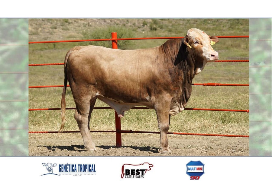LOTE 22 - H519