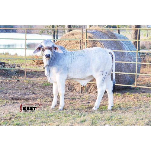 LOT 08- LEE'S MISS MADELYN 77/0