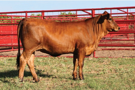 LOT 03 - MCR MILLICENT N31