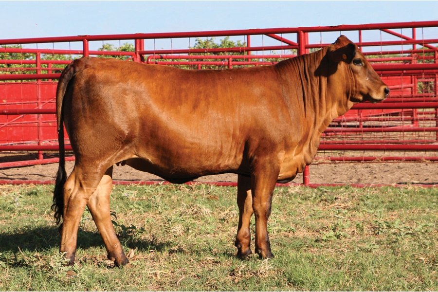 LOT 03 - MCR MILLICENT N31