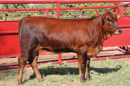 LOT 04 - MCR JULIETTE N41