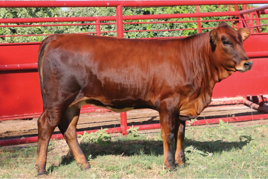 LOT 04 - MCR JULIETTE N41