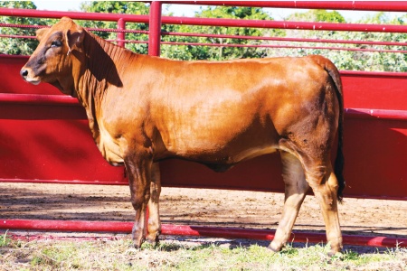 LOT 05 - MCR HARLOW N68