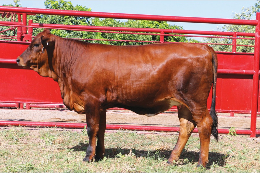 LOT 06 - MCR LEONA N83