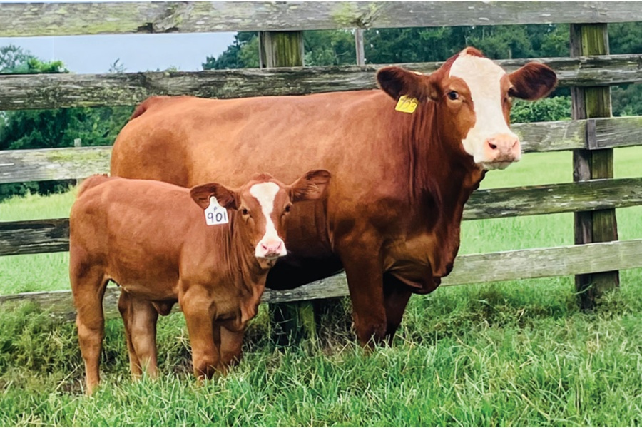 LOT 07 - MS STRACK M723