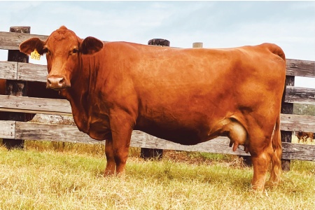 LOT 08 - MS STRACK K348