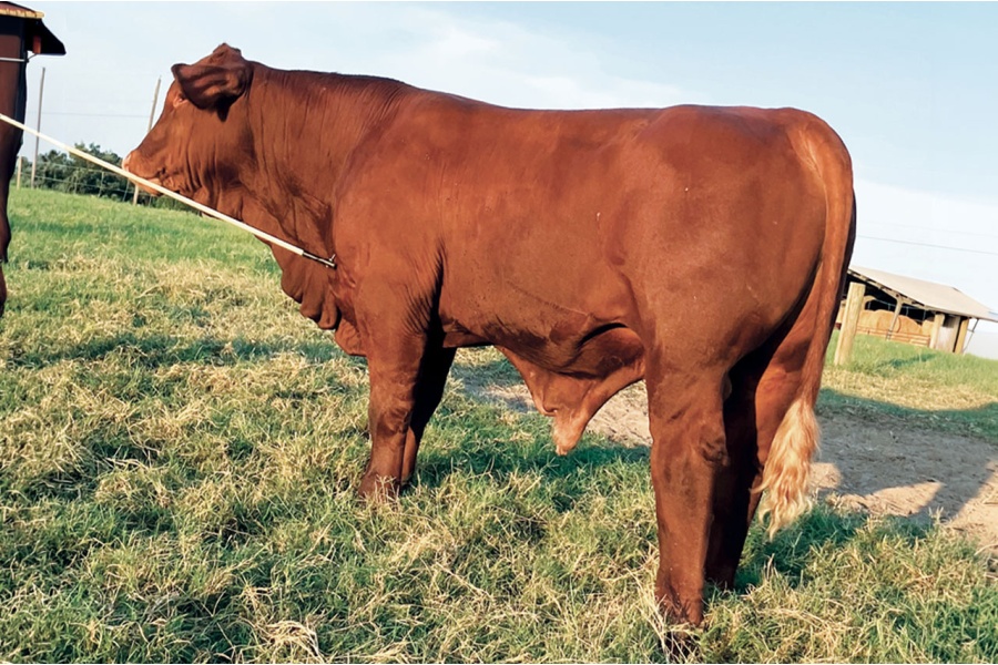 LOT 09A/B - STRACK FARMS CHOICE OF 2 BULLS