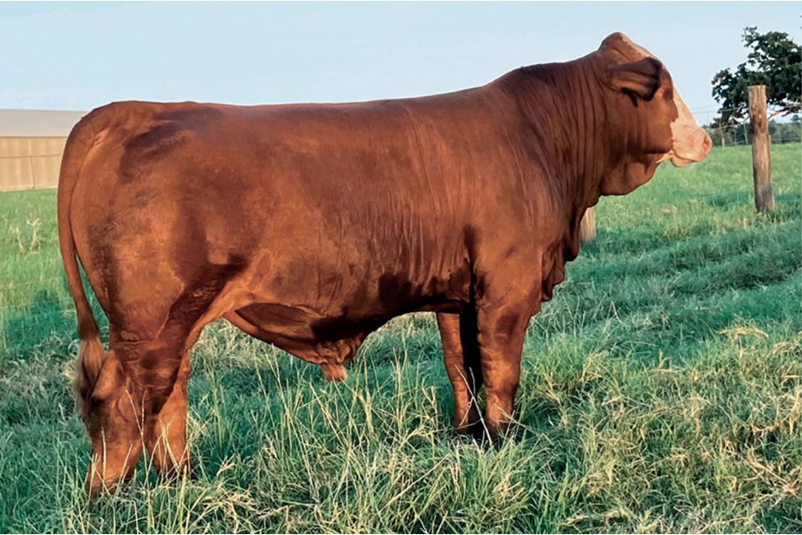 LOT 09A/B - STRACK FARMS CHOICE OF 2 BULLS