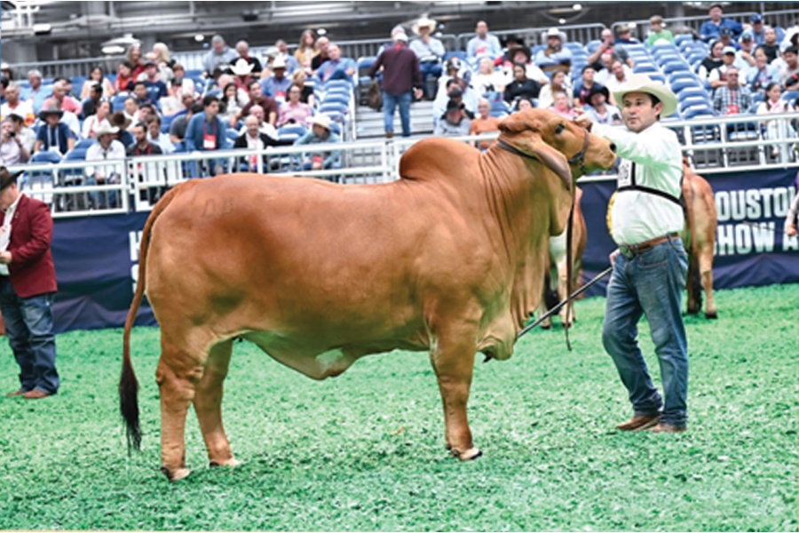 LOT 04 - FEMALE SEXED EMBRYO PACKAGE - THREE (3) EMBRYOS - FULL SIBS TO DB SOUTHERN STYLE 2/206