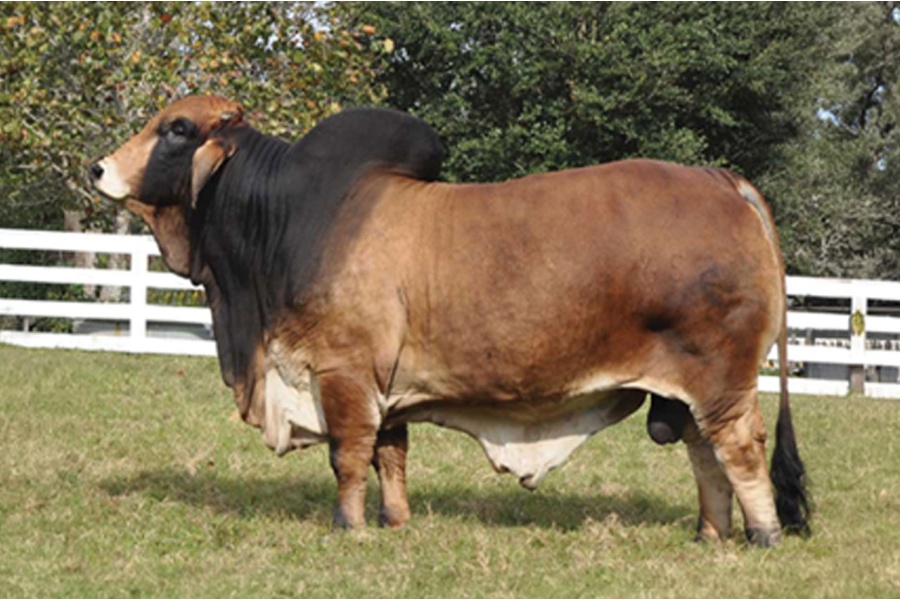 LOT 04 - FEMALE SEXED EMBRYO PACKAGE - THREE (3) EMBRYOS - FULL SIBS TO DB SOUTHERN STYLE 2/206