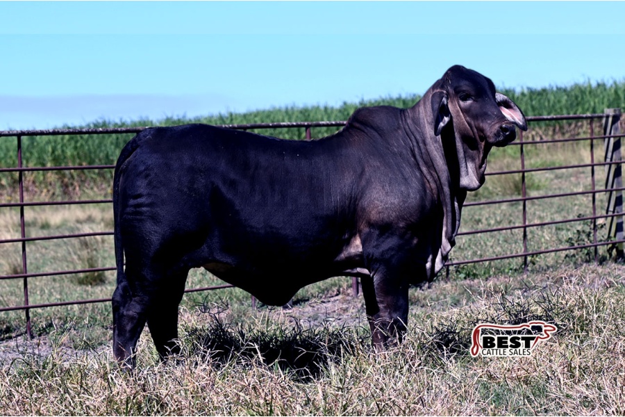 LOT 01 - MS JS/CLF POLLED BLACK ASH 190/2